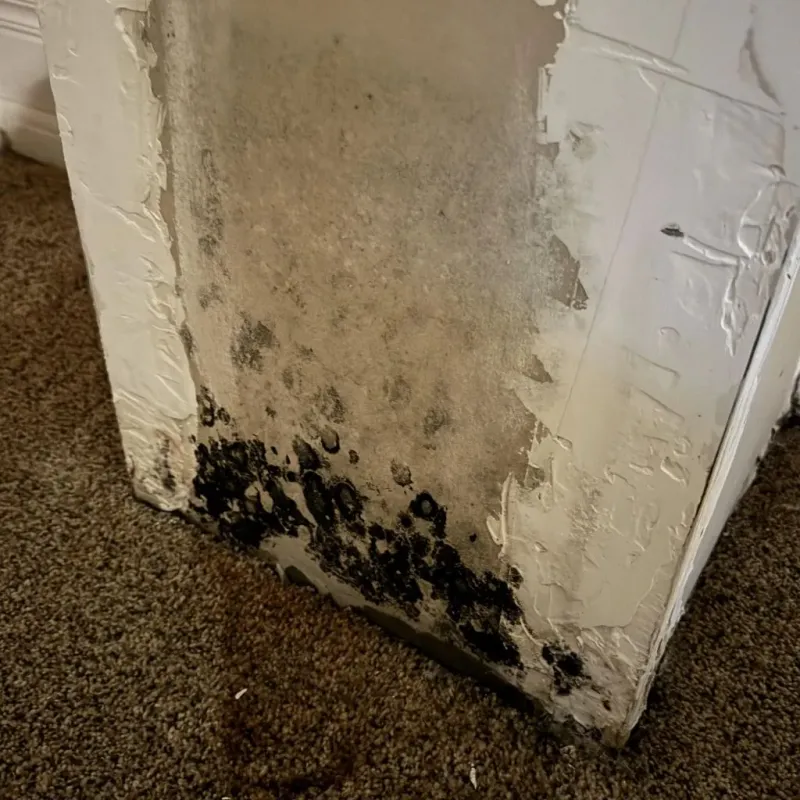 Professional Mold Removal in Harrison County, OH